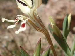 Lapeirousia fabricii one leader, many followers